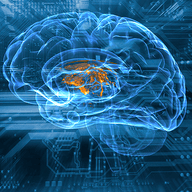 image of a brain
