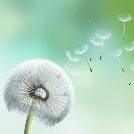 dandelion
